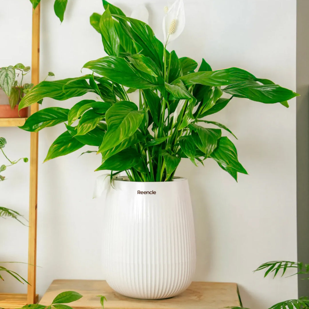 Reencle Indoor Planter