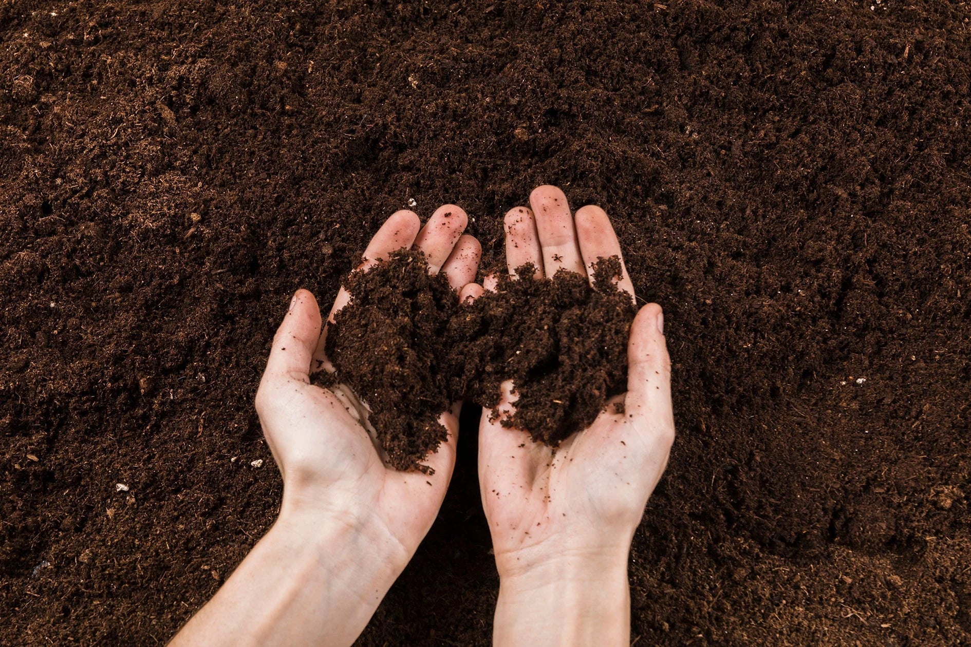Unlocking the Power of Reencle Compost: Transforming Kitchen Waste into Plant Gold