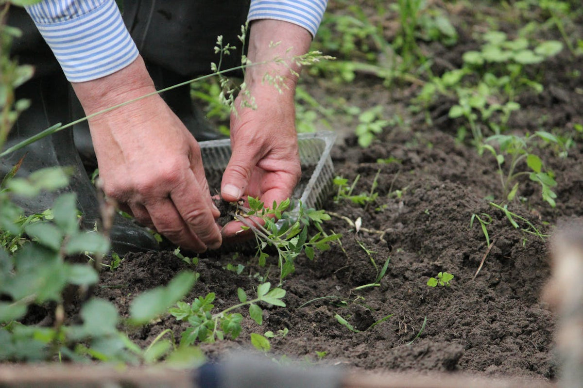 Turn Reencle Compost Into Plant-Ready Soil